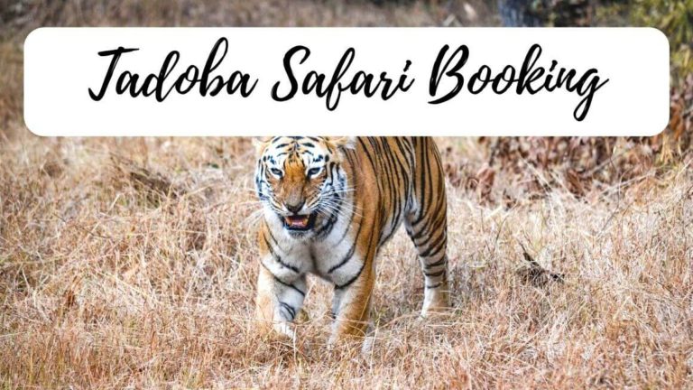 TADOBA JUNGLE SAFARI